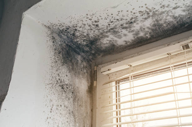 Affordable Mold Cleanup solutions in West Point, NY